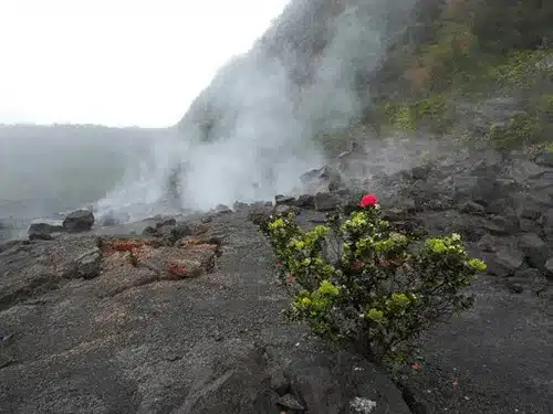 Volcano with tree growing